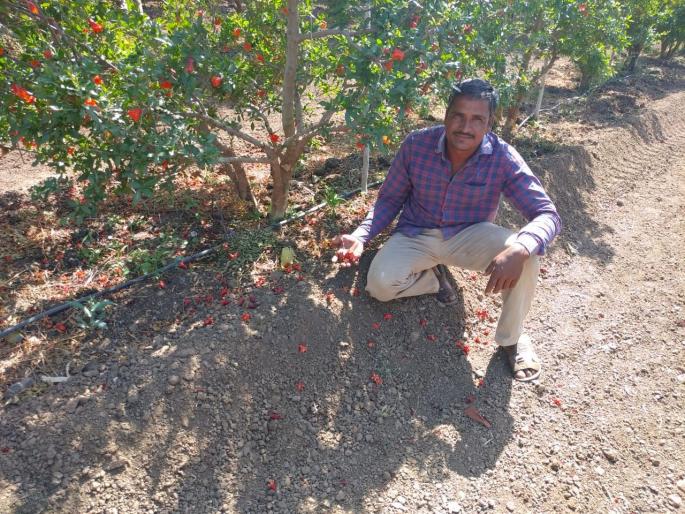 Farmers worried: The humidity in the air increased flowers, orchards | शेतकरी चिंतित : हवेतील आर्द्रतेमुळे फूलं, फळगळ वाढली Farmers worried: The humidity in the air increased flowers, orchards | शेतकरी चिंतित : हवेतील आर्द्रतेमुळे फूलं, फळगळ वाढली