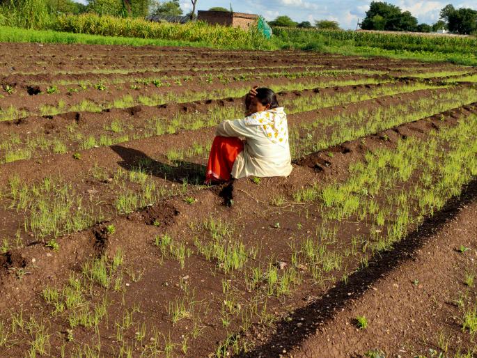 The country threatens the onion crop in the area | देशमाने परिसरातील कांद्याचे पीक धोक्यात The country threatens the onion crop in the area | देशमाने परिसरातील कांद्याचे पीक धोक्यात