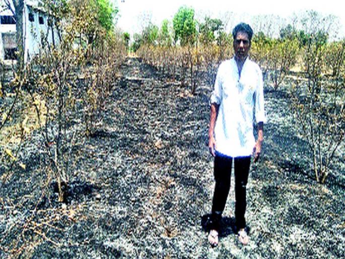 Pathre: 10 coconut, 15 silver trees damages, Pomegranate borer with friction of TV channels | पाथरे : १० नारळ, १५ सिल्व्हर झाडांचे नुकसान वीजवाहिनीच्या घर्षणाने डाळिंबबाग खाक Pathre: 10 coconut, 15 silver trees damages, Pomegranate borer with friction of TV channels | पाथरे : १० नारळ, १५ सिल्व्हर झाडांचे नुकसान वीजवाहिनीच्या घर्षणाने डाळिंबबाग खाक