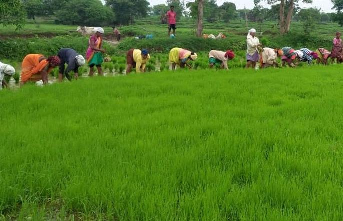 In Chandrapur district, only cotton and soybean are safe but paddy in trouble | चंद्रपूर जिल्ह्यात कापूस, सोयाबीन डौलात मात्र धान तहानलेलेच In Chandrapur district, only cotton and soybean are safe but paddy in trouble | चंद्रपूर जिल्ह्यात कापूस, सोयाबीन डौलात मात्र धान तहानलेलेच