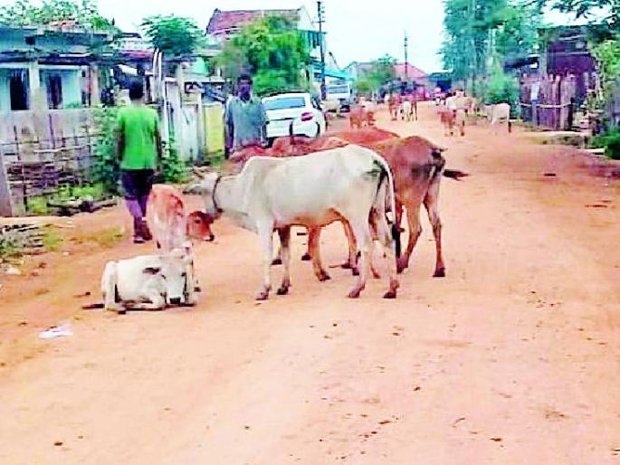 Hedos in the Rajaram | राजारामात मोकाट जनावरांचा हैदोस Hedos in the Rajaram | राजारामात मोकाट जनावरांचा हैदोस
