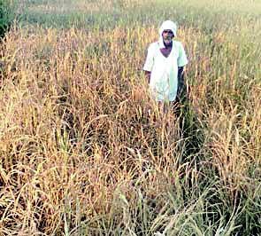 Horseback riding | पीक पंचनाम्यांबाबत शासनाचे वरातीमागून घोडे Horseback riding | पीक पंचनाम्यांबाबत शासनाचे वरातीमागून घोडे