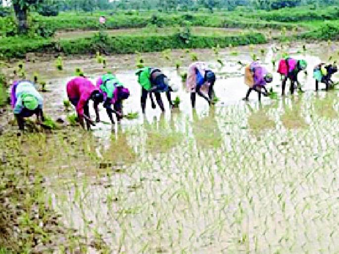 Two employees of Aheri Department of Agriculture's Dolaara | दोनच कर्मचाऱ्यांवर अहेरी कृषी विभागाचा डोलारा