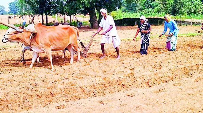 This year sowing of groundnut will increase | यंदा भूईमुगाचा पेरा वाढणार This year sowing of groundnut will increase | यंदा भूईमुगाचा पेरा वाढणार