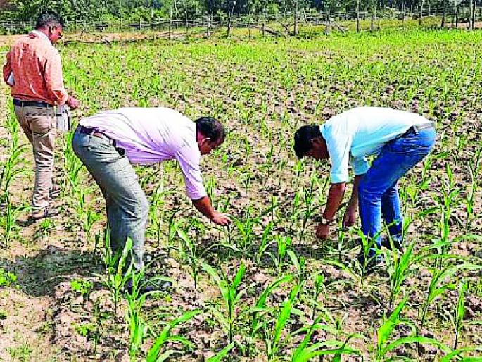 Military alley attack on maize | मकावर लष्करी अळीचा हल्ला Military alley attack on maize | मकावर लष्करी अळीचा हल्ला
