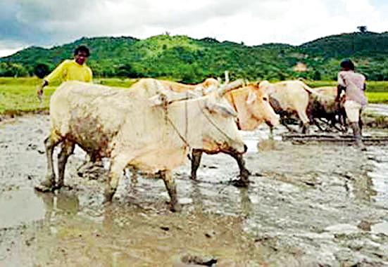Less than 6,000 farmers cover crop insurance | सहा हजार शेतकºयांची पीक विम्याकडे पाठ Less than 6,000 farmers cover crop insurance | सहा हजार शेतकºयांची पीक विम्याकडे पाठ