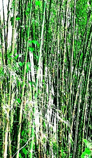 Bamboo mature in 371 rooms | ३७१ कक्षांमधील बांबू परिपक्व