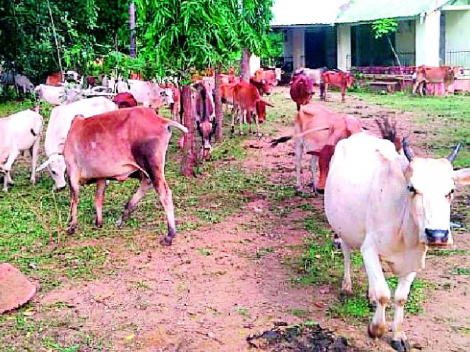 Action on wild animals in forest department | वन विभागाची मोकाट जनावरांवर कारवाई  Action on wild animals in forest department | वन विभागाची मोकाट जनावरांवर कारवाई