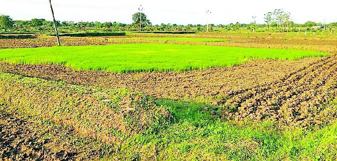 Due to unbalanced rains, there will be delayed rains | असमतोल पावसाने धान रोवण्या लांबल्या Due to unbalanced rains, there will be delayed rains | असमतोल पावसाने धान रोवण्या लांबल्या