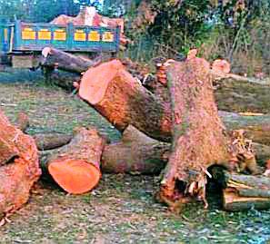 Problem of tree-planting | वृक्षतोडीची चौकशी संथगतीने Problem of tree-planting | वृक्षतोडीची चौकशी संथगतीने