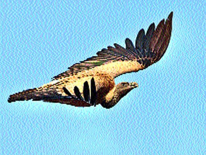 The vulture's victim took the nylon scythe | नायलॉन मांजाने घेतला गिधाडाचा बळी The vulture's victim took the nylon scythe | नायलॉन मांजाने घेतला गिधाडाचा बळी