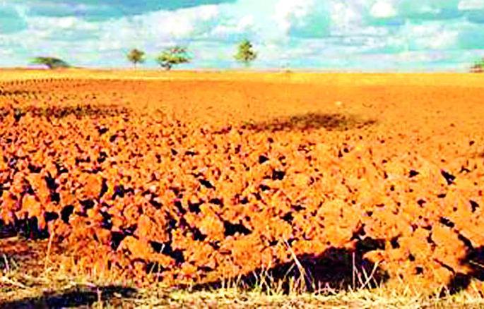 The soil nutrients are missing | जमिनीतील पोषक तत्त्वे होताहेत गायब The soil nutrients are missing | जमिनीतील पोषक तत्त्वे होताहेत गायब