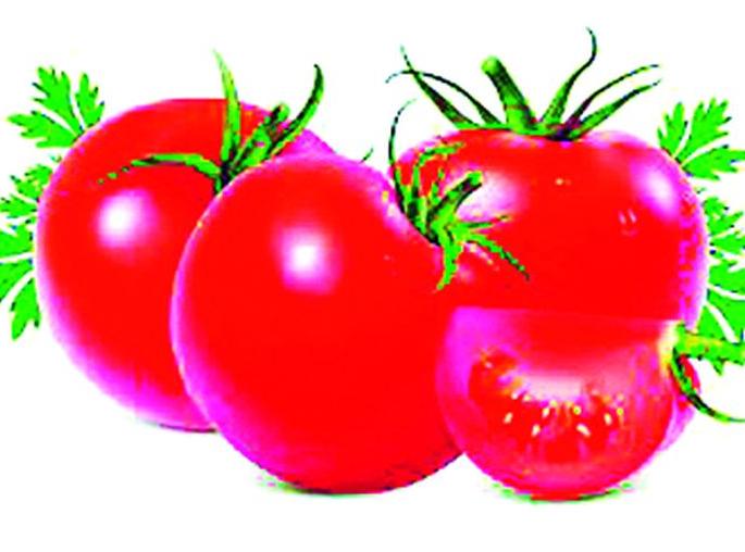 Tomatoes thrown away because there was no price before; Now it has gone up to Rs 50! | आधी भाव नसल्याने टोमॅटो फेकले; आता ५० रुपयांवर गेले! Tomatoes thrown away because there was no price before; Now it has gone up to Rs 50! | आधी भाव नसल्याने टोमॅटो फेकले; आता ५० रुपयांवर गेले!