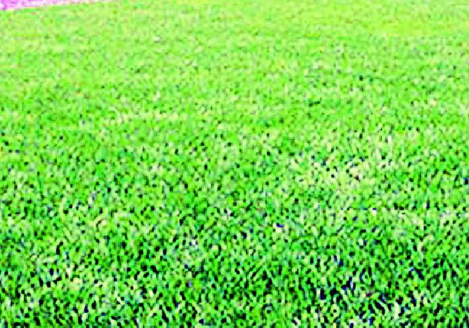 Will Rabi get bonus as per Kharifa? | खरीपाप्रमाणेच रब्बीला बोनस मिळणार का? Will Rabi get bonus as per Kharifa? | खरीपाप्रमाणेच रब्बीला बोनस मिळणार का?