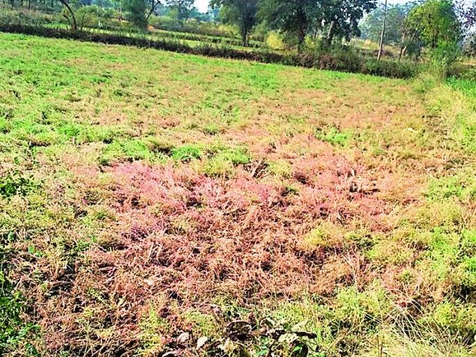 Rabbi crops destroyed | रब्बी पिके उद्ध्वस्त Rabbi crops destroyed | रब्बी पिके उद्ध्वस्त