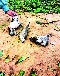 Lack of losses in the taluka due to hailstorms and rain | गारपीट व पावसामुळे तालुक्यात लाखोंचे नुकसान Lack of losses in the taluka due to hailstorms and rain | गारपीट व पावसामुळे तालुक्यात लाखोंचे नुकसान