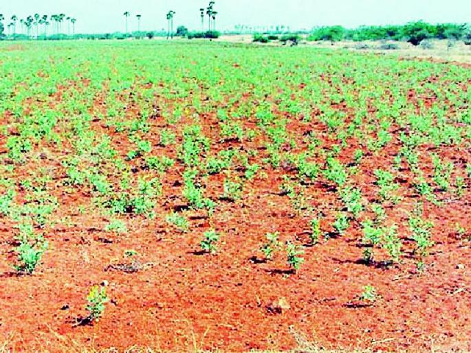 The soil nutrients disappeared | जमिनीतील पोषक तत्त्वे झाली गायब The soil nutrients disappeared | जमिनीतील पोषक तत्त्वे झाली गायब