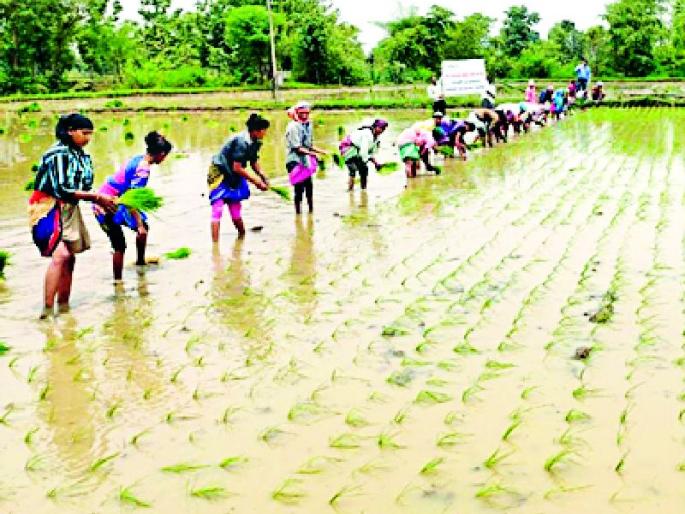 Due to rain in the district | जिल्ह्यात पावसाने मारली दडी Due to rain in the district | जिल्ह्यात पावसाने मारली दडी