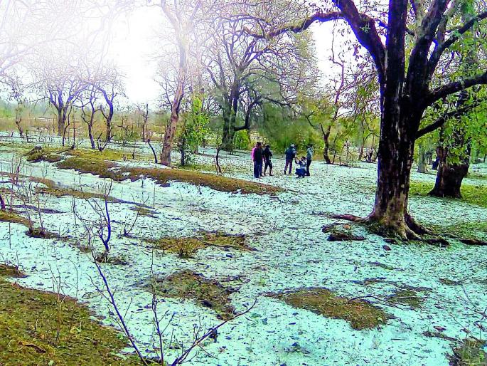 'Hail' on farmers' hopes | शेतकऱ्यांच्या आशेवर ‘गारपीट’ 'Hail' on farmers' hopes | शेतकऱ्यांच्या आशेवर ‘गारपीट’