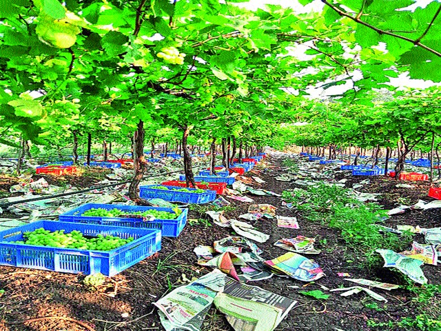 Grapes rescued from returning rain to Europe | परतीच्या पावसातून वाचविलेली द्राक्षे युरोपला Grapes rescued from returning rain to Europe | परतीच्या पावसातून वाचविलेली द्राक्षे युरोपला