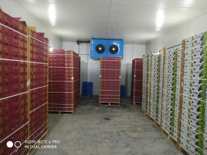 Delivery grapes to Dubai market! | कळवणची द्राक्षे दुबईच्या बाजारात !  Delivery grapes to Dubai market! | कळवणची द्राक्षे दुबईच्या बाजारात !