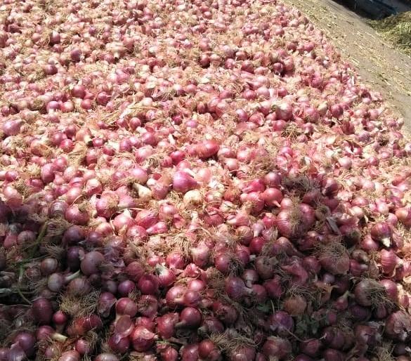 Summer onion stocking | उन्हाळी कांदा साठवणुकीवर भर Summer onion stocking | उन्हाळी कांदा साठवणुकीवर भर