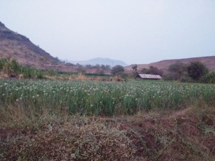 Decrease in onion seed production due to cloudy weather | ढगाळ वातावरणामुळे कांदा बियाणांच्या उत्पादनात घट Decrease in onion seed production due to cloudy weather | ढगाळ वातावरणामुळे कांदा बियाणांच्या उत्पादनात घट