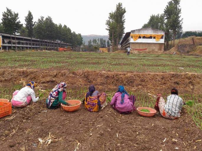 Onion cultivation in Khamkheda area | खामखेडा परिसरात कांदा लागवडीची लगबग Onion cultivation in Khamkheda area | खामखेडा परिसरात कांदा लागवडीची लगबग
