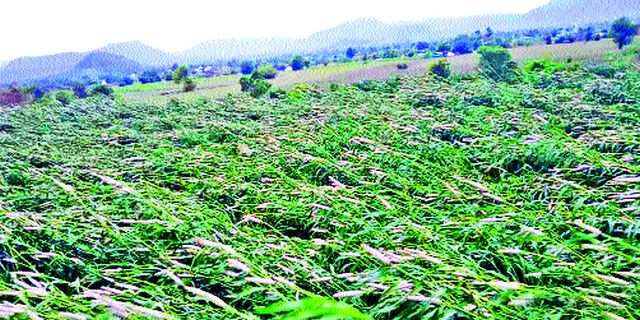Extreme damage to crops due to storms in Kharde area | खर्डे परिसरात वादळामुळे पिकांचे अतोनात नुकसान Extreme damage to crops due to storms in Kharde area | खर्डे परिसरात वादळामुळे पिकांचे अतोनात नुकसान