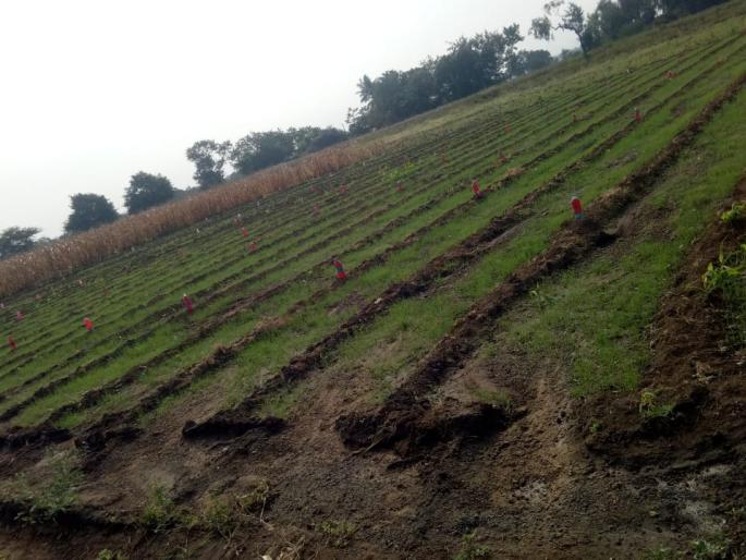 Stray dogs, infestation of livestock | भटकी कुत्र,े मोकाट जनावरांचा उपद्रव Stray dogs, infestation of livestock | भटकी कुत्र,े मोकाट जनावरांचा उपद्रव