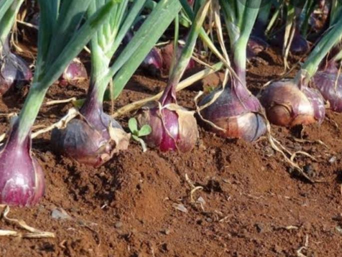 Almost homemade seed preparation from onion growers | कांदा उत्पादकांकडून घरगुती बियाने तयार करण्याची लगबग Almost homemade seed preparation from onion growers | कांदा उत्पादकांकडून घरगुती बियाने तयार करण्याची लगबग