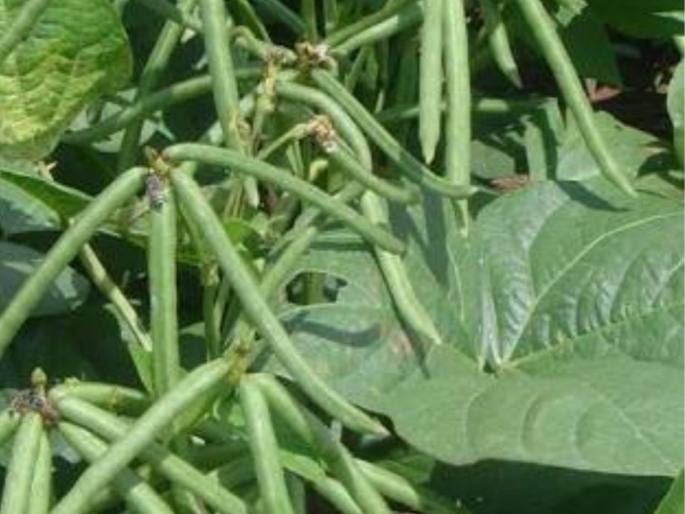 Climate change impacts greenhouse crops | वातावरण बदलाचा उडीद, मूग पिकांवर प्रभाव Climate change impacts greenhouse crops | वातावरण बदलाचा उडीद, मूग पिकांवर प्रभाव