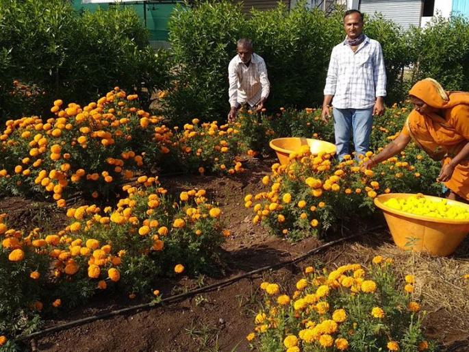 Farmer's experiment to compensate for the record yield of marigold taken by a farmer in Brahmanpuri | ब्राह्मणपुरी येथील शेतकऱ्याने घेतले झेंडूचे विक्रमी उत्पन्न नुकसान भरुन काढण्यासाठी शेतकऱ्यांचा प्रयोग Farmer's experiment to compensate for the record yield of marigold taken by a farmer in Brahmanpuri | ब्राह्मणपुरी येथील शेतकऱ्याने घेतले झेंडूचे विक्रमी उत्पन्न नुकसान भरुन काढण्यासाठी शेतकऱ्यांचा प्रयोग
