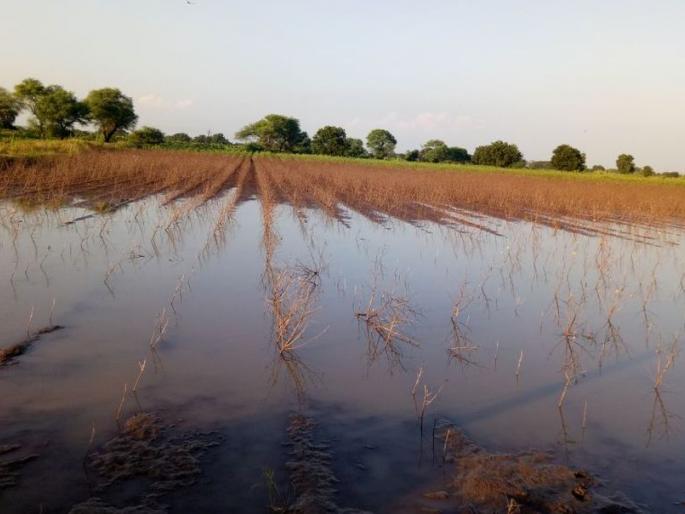 Two thousand hectares of crop water | दोन हजार हेक्टर पीक पाण्यात Two thousand hectares of crop water | दोन हजार हेक्टर पीक पाण्यात