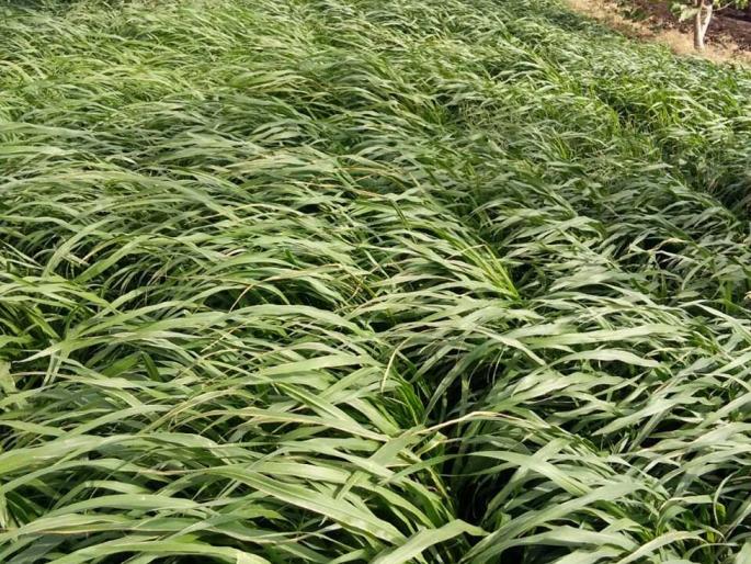 Way of self-reliance from perennial fodder products | बारमाही चारा उत्पादनातून स्वावलंबनाचा मार्ग Way of self-reliance from perennial fodder products | बारमाही चारा उत्पादनातून स्वावलंबनाचा मार्ग