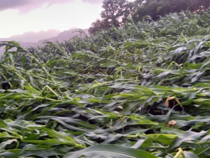 Crops leveled in Taloda taluka due to heavy rains | तळोदा तालुक्यात वादळी पावसामुळे पिके भूईसपाट Crops leveled in Taloda taluka due to heavy rains | तळोदा तालुक्यात वादळी पावसामुळे पिके भूईसपाट