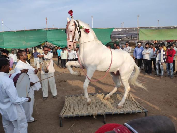 Horse market turnover of Rs | घोडे बाजारात ८७ लाखाची उलाढाल Horse market turnover of Rs | घोडे बाजारात ८७ लाखाची उलाढाल