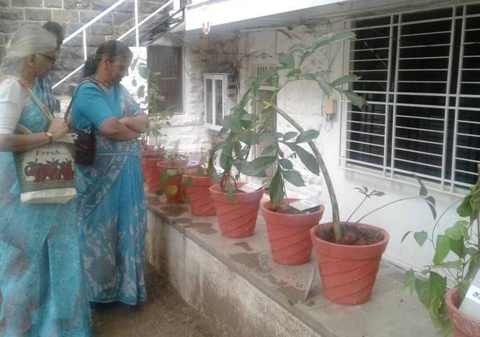 Respond to the nature-sweetheart plantation exhibition | निसर्गमित्रच्या रानभाज्या रोपनिर्मिती प्रदर्शनास प्रतिसाद Respond to the nature-sweetheart plantation exhibition | निसर्गमित्रच्या रानभाज्या रोपनिर्मिती प्रदर्शनास प्रतिसाद