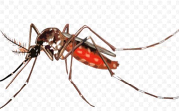 Corona followed by dengue fever, patients found in Utkheda | कोरोनापाठोपाठ डेंग्यूचा ताप, उटखेड्यात आढळले रुग्ण Corona followed by dengue fever, patients found in Utkheda | कोरोनापाठोपाठ डेंग्यूचा ताप, उटखेड्यात आढळले रुग्ण