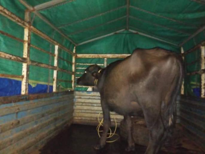 Four arrested in Bhandapur for animal sacrifice | पशुबळीप्रकरणी भंडारपुळेत चौघे अटकेत