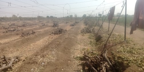 Farmers' struggle to save orchards | फळबागा वाचविण्यासाठी शेतकऱ्यांची धडपड