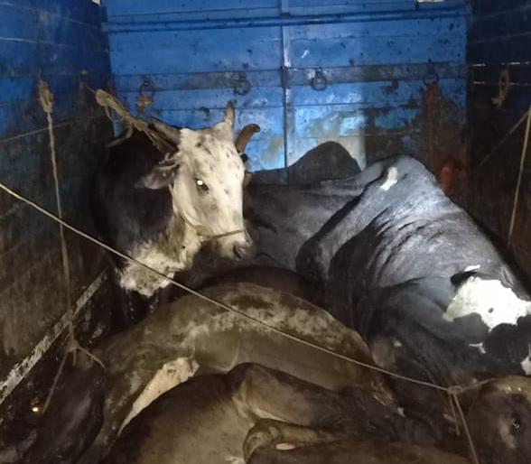 Vehicles transporting animals seized | जनावरांची वाहतूक करणारे वाहन जप्त