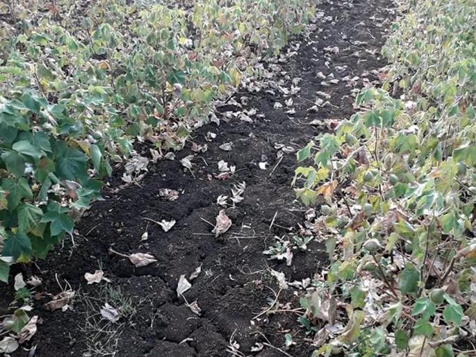 Parbhani: 45 thousand hectares of cotton crop in danger | परभणी : ४५ हजार हेक्टरवरील कापूस पीक धोक्यात Parbhani: 45 thousand hectares of cotton crop in danger | परभणी : ४५ हजार हेक्टरवरील कापूस पीक धोक्यात