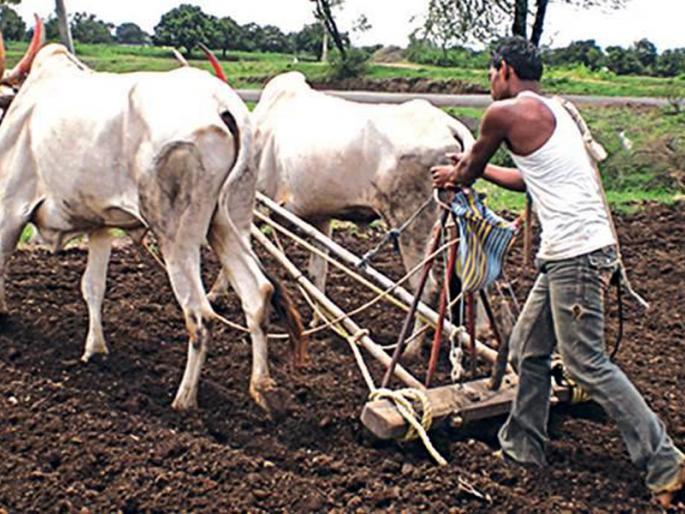 Parbhani: 20% sowing in the district | परभणी : जिल्ह्यात २० टक्के पेरणी Parbhani: 20% sowing in the district | परभणी : जिल्ह्यात २० टक्के पेरणी