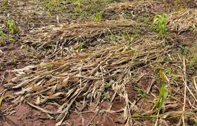Heavy rains in Watar area | वटार परिसरात पावसाचा तडाखा Heavy rains in Watar area | वटार परिसरात पावसाचा तडाखा
