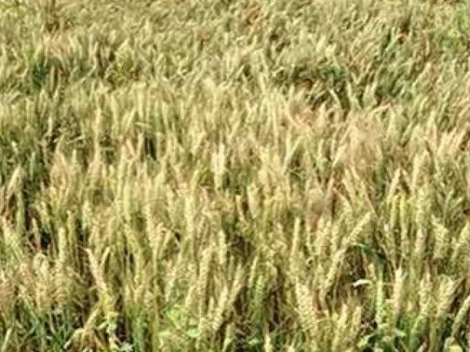 Objectives of rabi crops on 42 thousand hectare area in Malegaon taluka | मालेगाव तालुक्यात ४२ हजार हेक्टर क्षेत्रावर रब्बी पिकांचे उद्दिष्टे Objectives of rabi crops on 42 thousand hectare area in Malegaon taluka | मालेगाव तालुक्यात ४२ हजार हेक्टर क्षेत्रावर रब्बी पिकांचे उद्दिष्टे