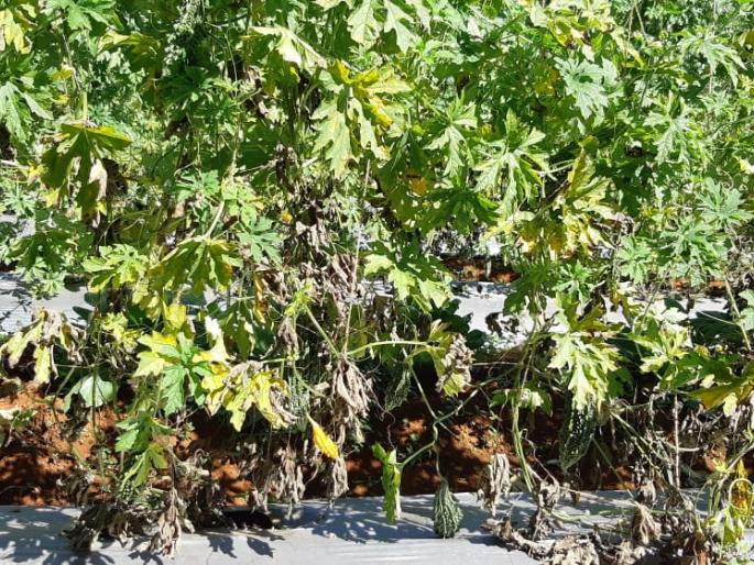 Due to the effects of diseases on strawberries, yield on the yield | स्ट्रॉबेरीसह पालेभाज्यांवर रोगांचा प्रादुर्भाव, उत्पन्नावर परिणाम Due to the effects of diseases on strawberries, yield on the yield | स्ट्रॉबेरीसह पालेभाज्यांवर रोगांचा प्रादुर्भाव, उत्पन्नावर परिणाम