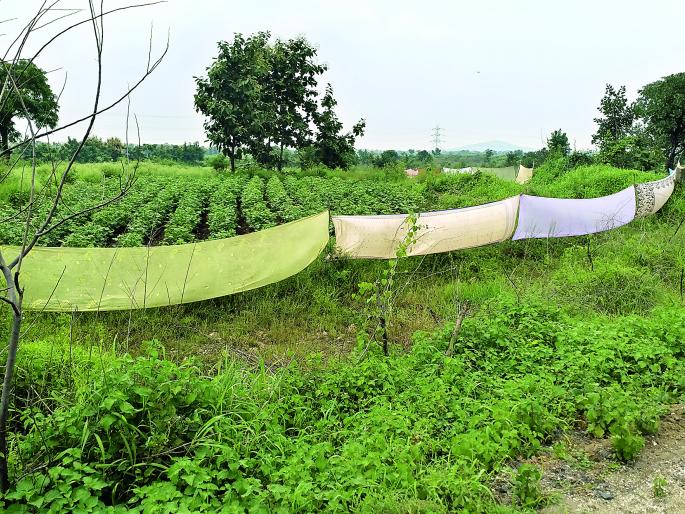 Sarees base for the protection of crops | पिकांच्या रक्षणासाठी साड्यांचा आधार Sarees base for the protection of crops | पिकांच्या रक्षणासाठी साड्यांचा आधार