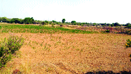 Drought-prone area breaks due to lack of water! | दुष्काळी भागातील पेरणीला पाण्याअभावी ब्रेक ! Drought-prone area breaks due to lack of water! | दुष्काळी भागातील पेरणीला पाण्याअभावी ब्रेक !