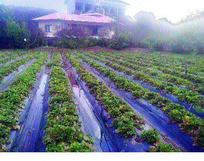 Mango, strawberry, pomegranate sloughs hit | आंबा, स्ट्रॉबेरी, डाळिंबाला गारपिटीचा फटका